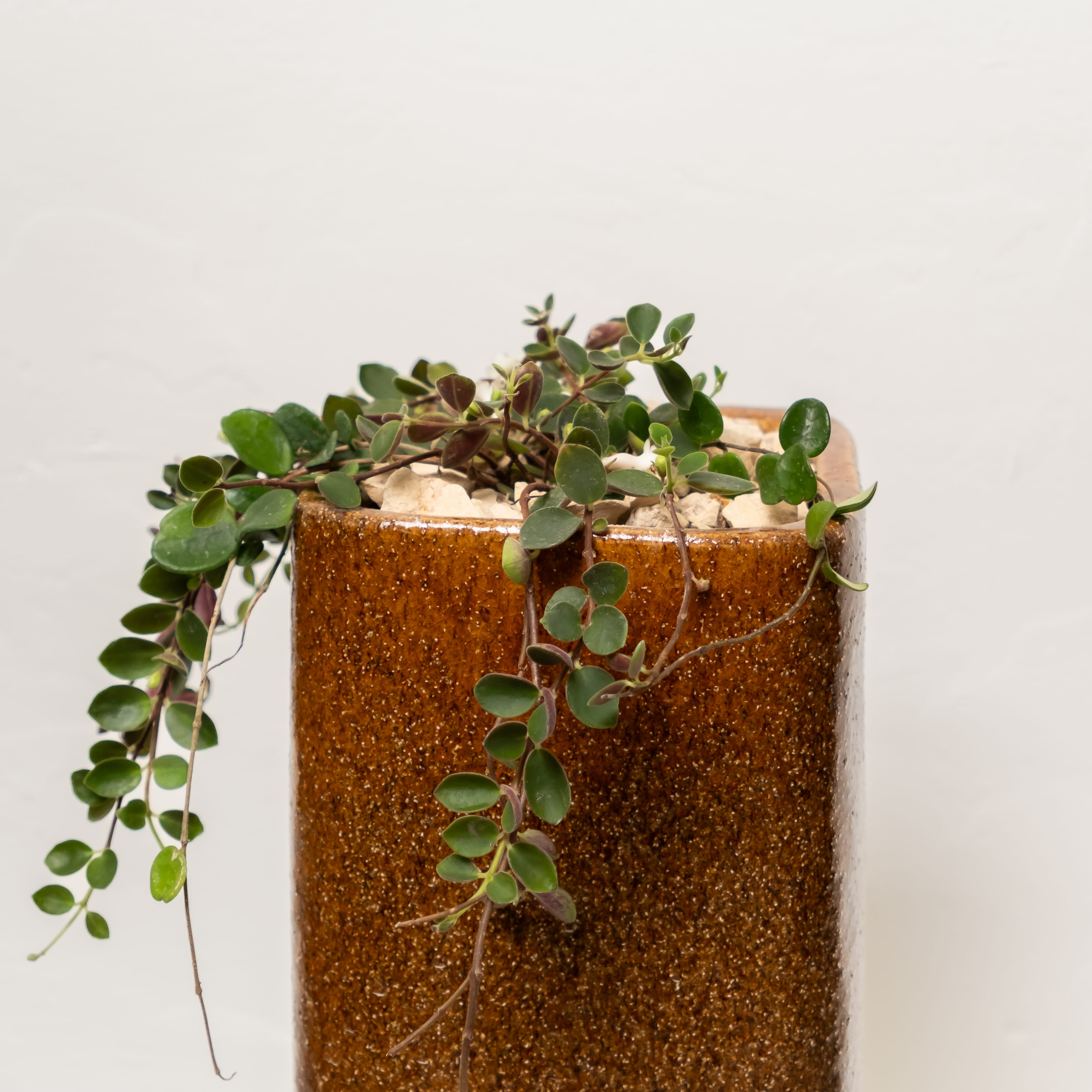 Plants + Spaces Live Plants Codonanthe Devosiana in Planter