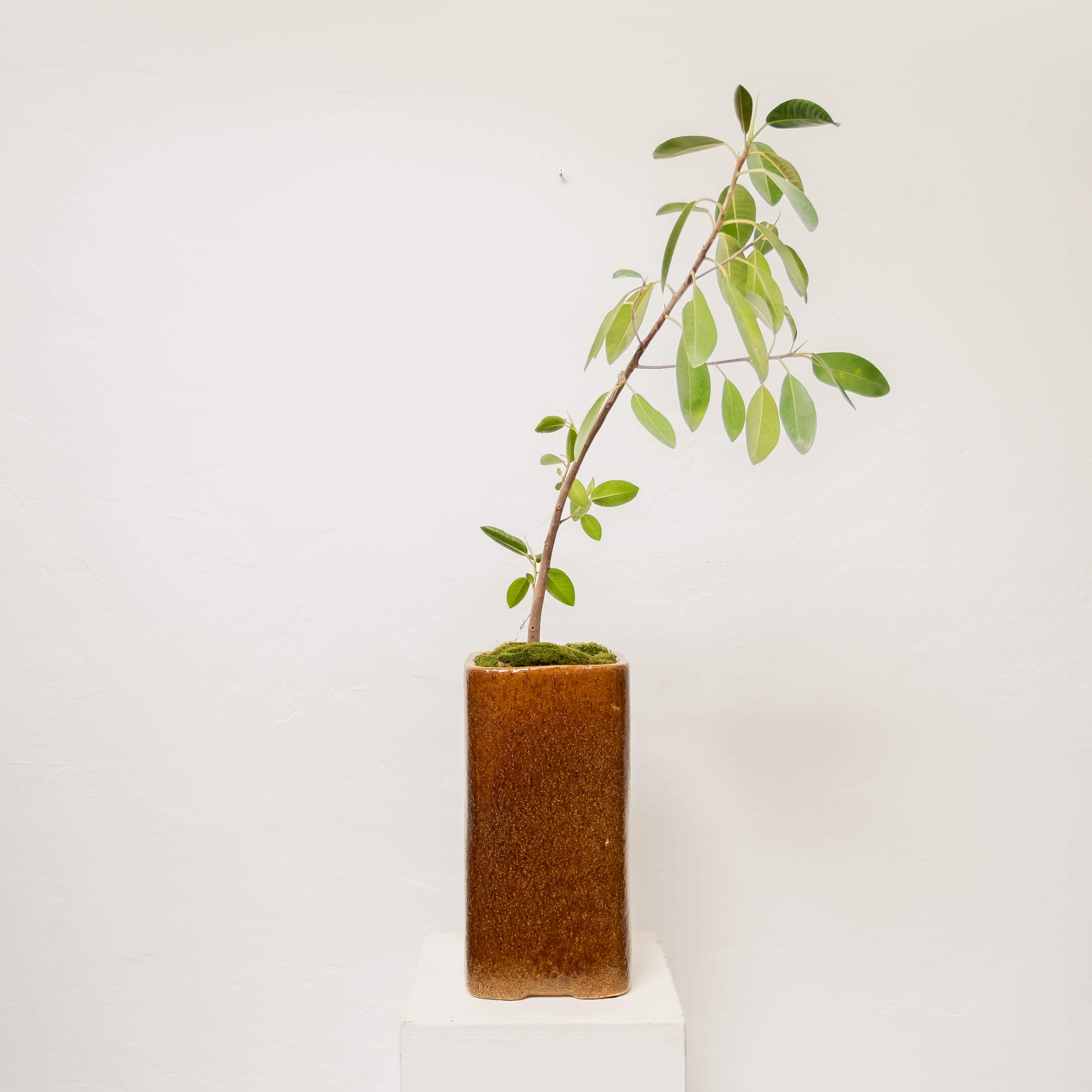 Plants + Spaces Live Plants Ficus Platypoda in Planter
