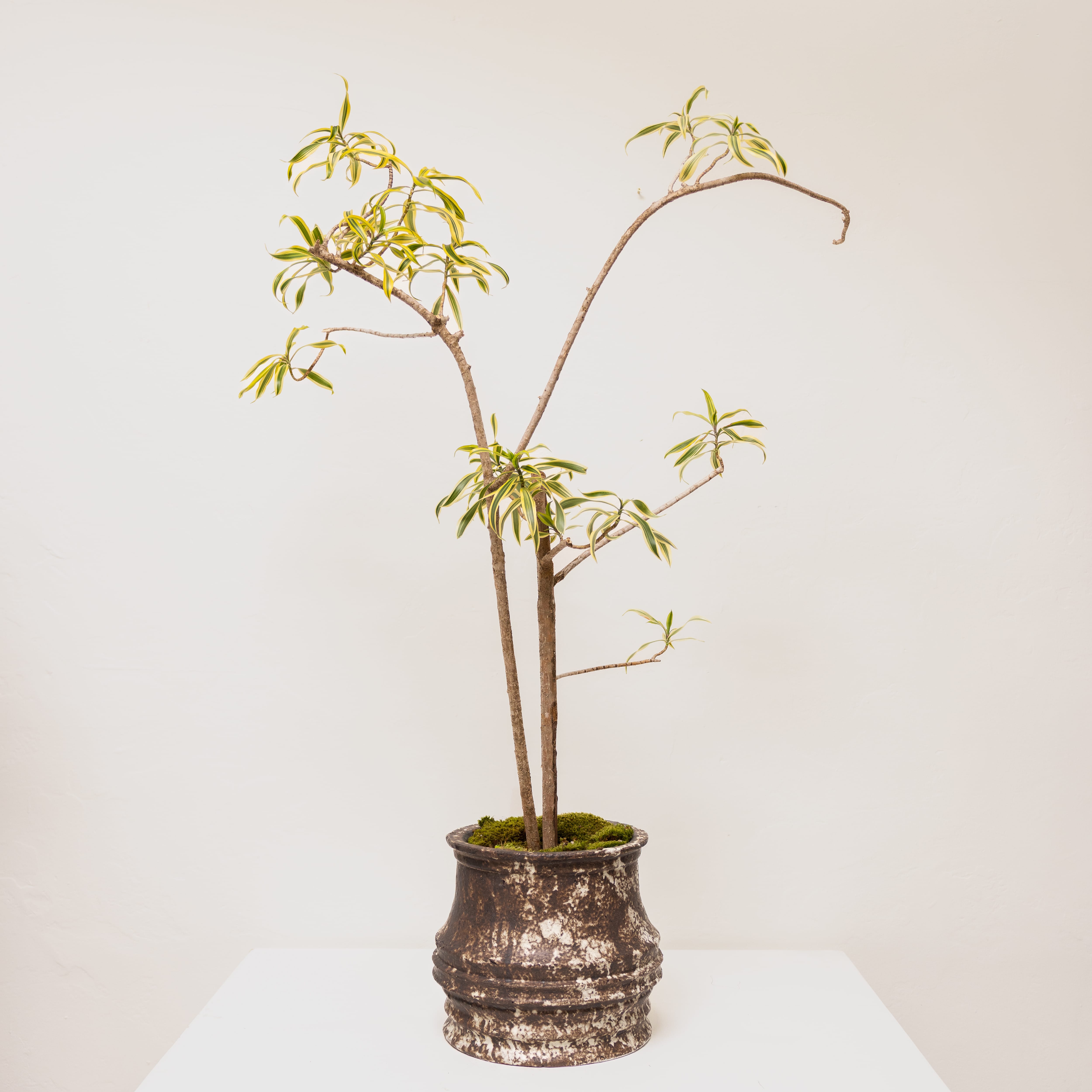 Plants + Spaces Live Plants Pleomele in Sculptural Vessel