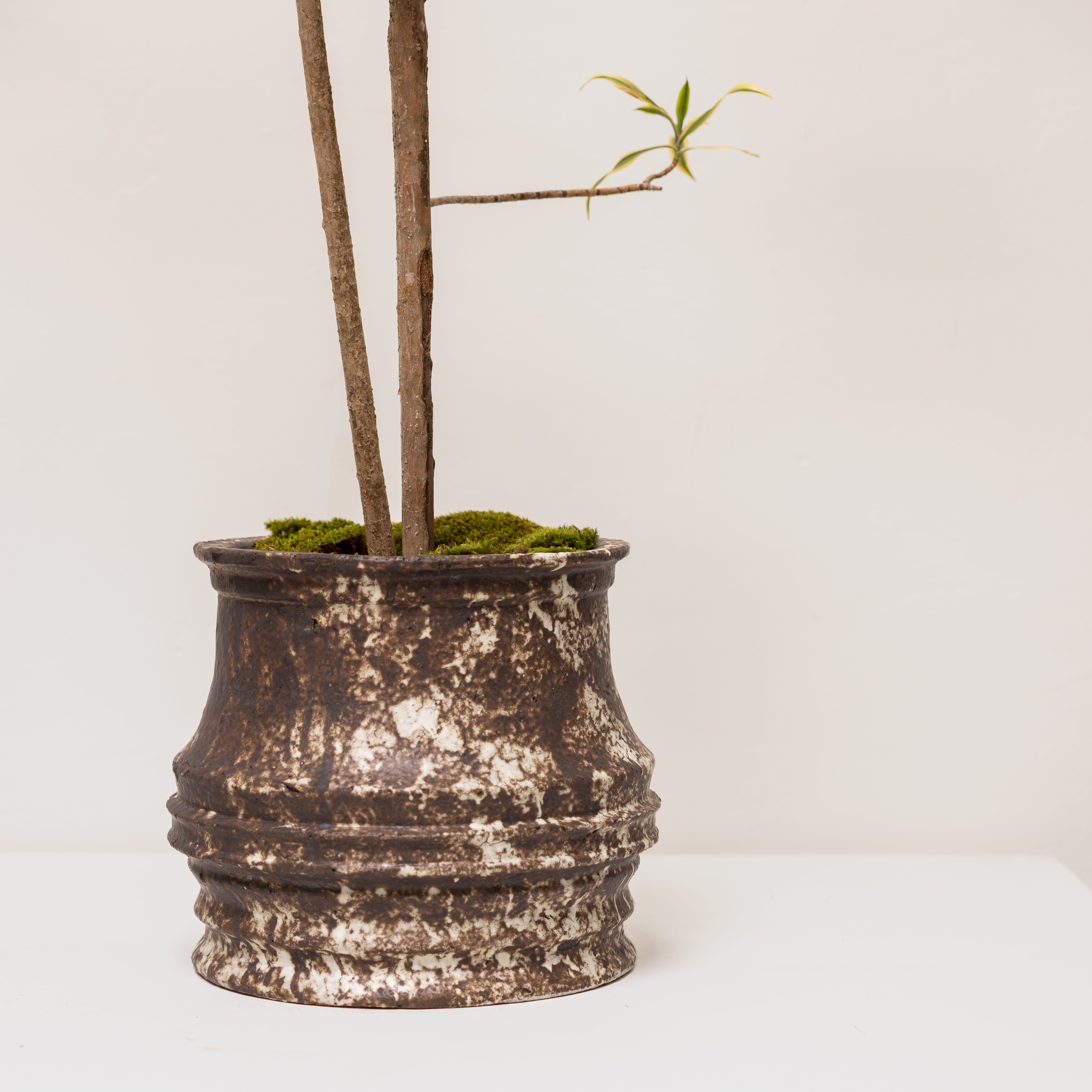 Plants + Spaces Live Plants Pleomele in Sculptural Vessel