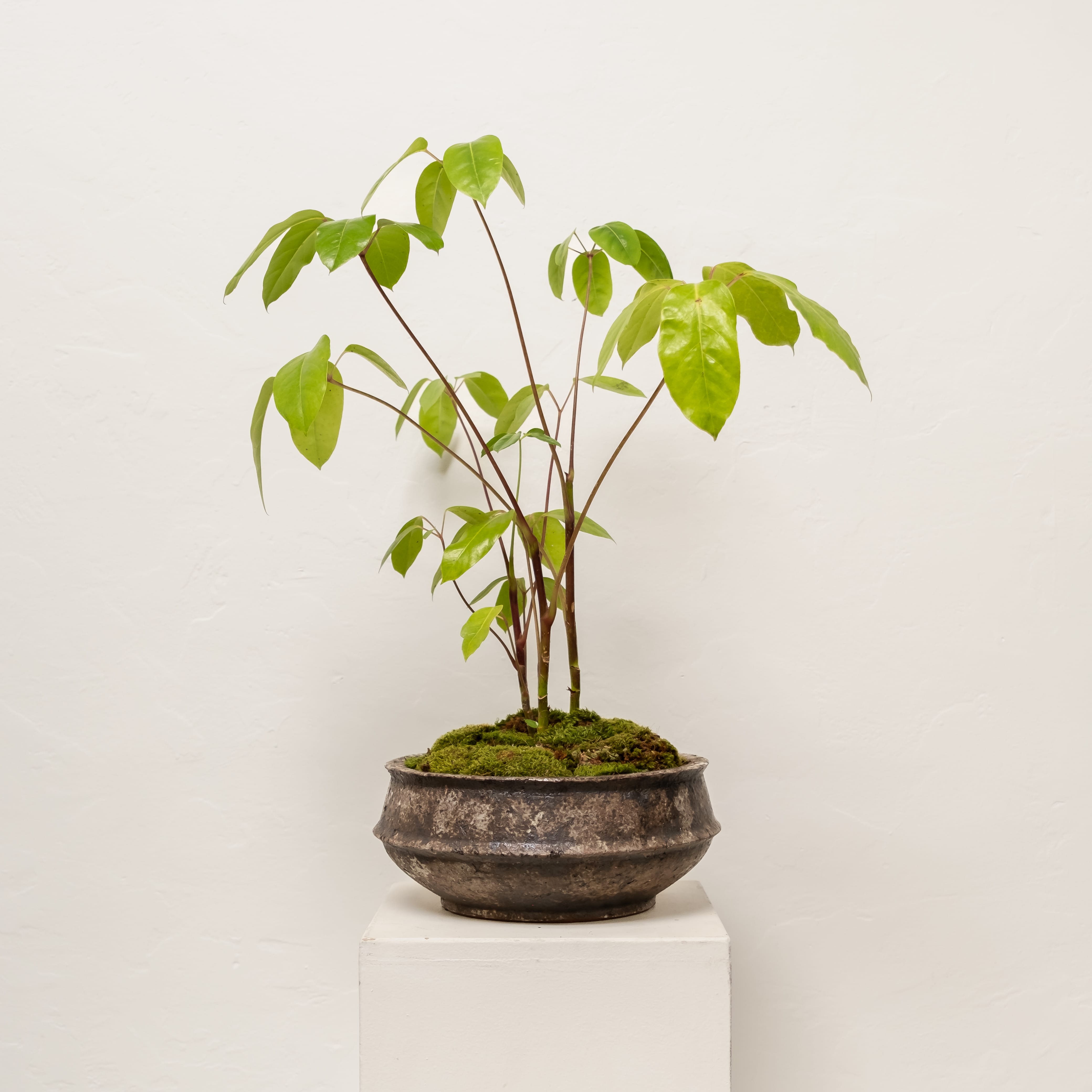 Plants + Spaces Live Plants Schefflera Amate in Planter