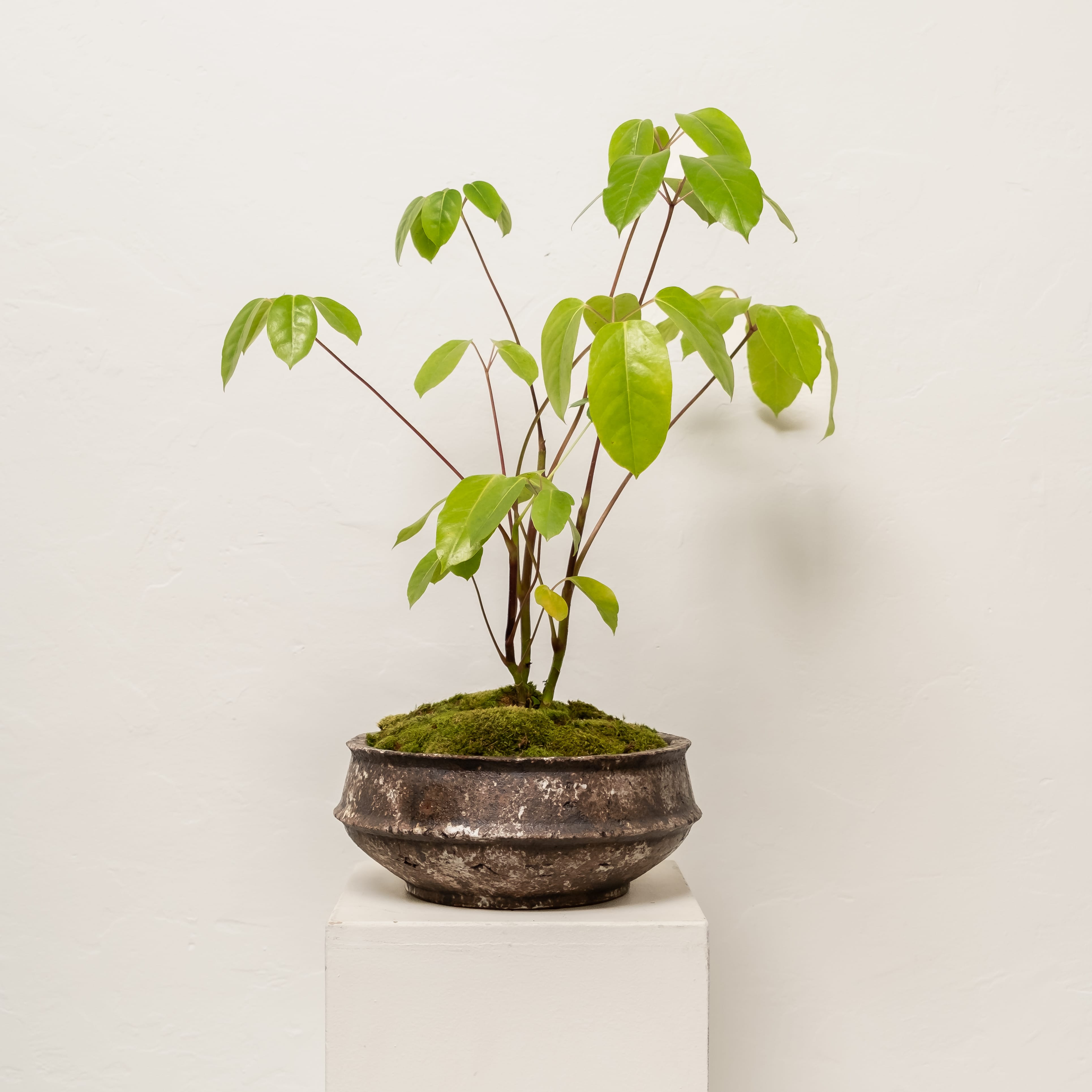 Plants + Spaces Live Plants Schefflera Amate in Planter