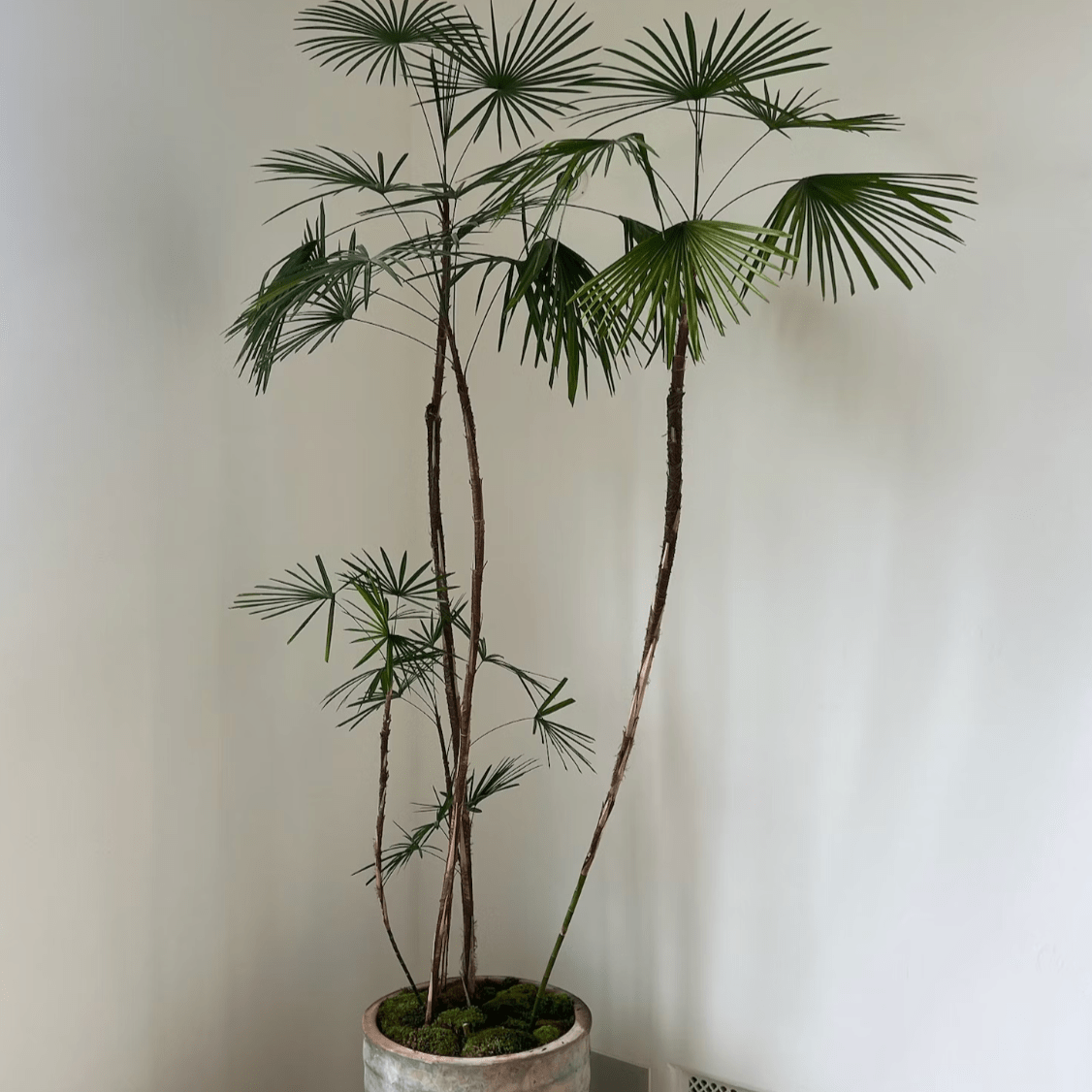 Plants + Spaces Live Plants Sculptural Indoor Plant in Pot - Rhapis Multifida