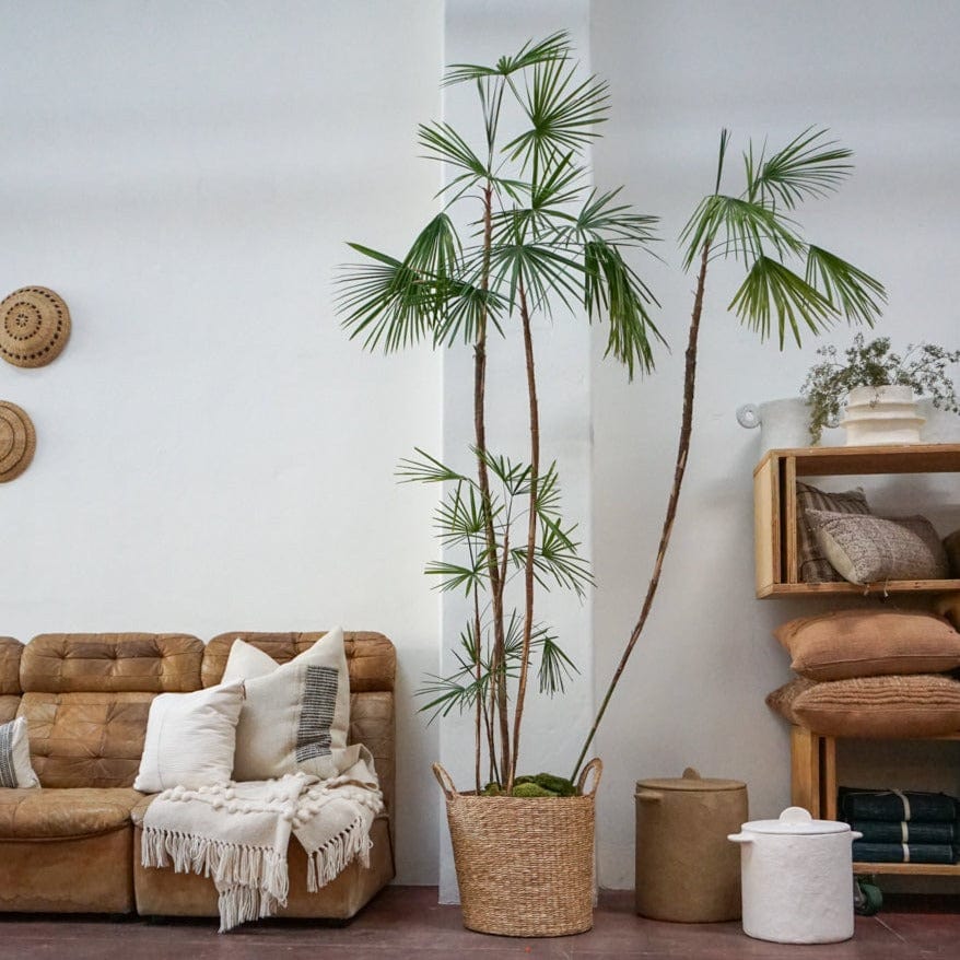 Sculptural Indoor Plant in Pot - Rhapis Multifida - +COOP